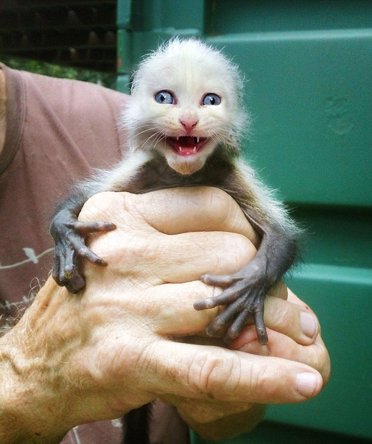 美国艺术家ps创造"猫猴" 可爱诡异引热议(组图)