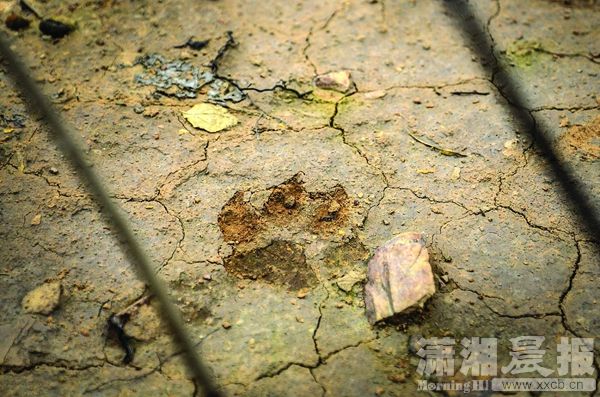 1月20日,宁乡县偕乐桥镇竹田村,疑似豹猫的脚印.