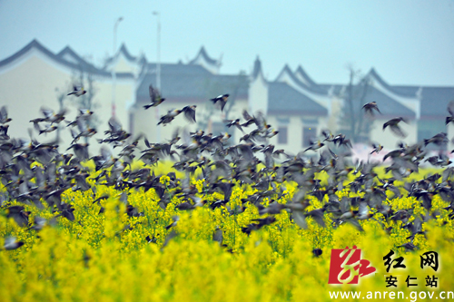 安仁縣萬鳥齊聚稻田公園(圖) - 湖南頻道