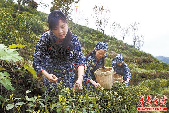 3月30日,采茶女在桂东县清泉镇生态茶园内采摘新茶