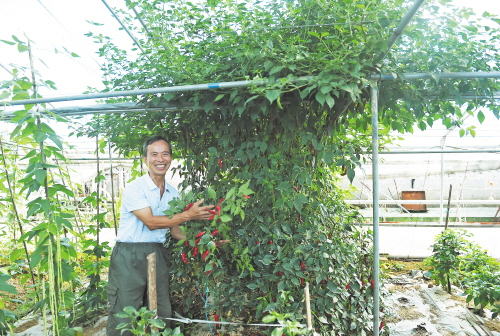辣椒树王3米高 可连续挂果好几年
