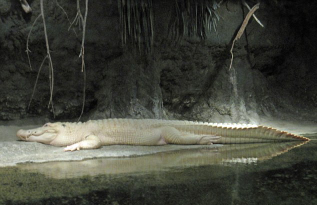 美国水族馆28岁罕见白鳄去世 网友留言哀悼