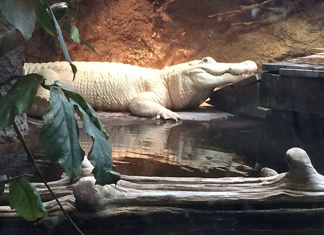 极为罕见的白色鳄鱼斯珀茨日前在新奥尔良的奥杜邦动物园水族馆中去世