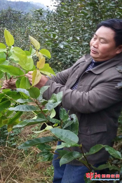 野生半边枫图图片