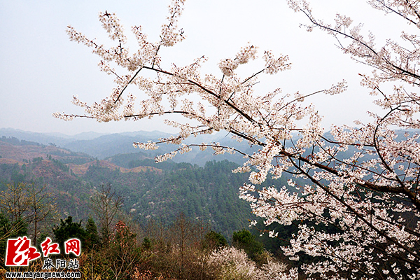 "2月24日,专程从麻阳县城赶到谭家寨乡楠木桥村的梁女士看到漫山遍野