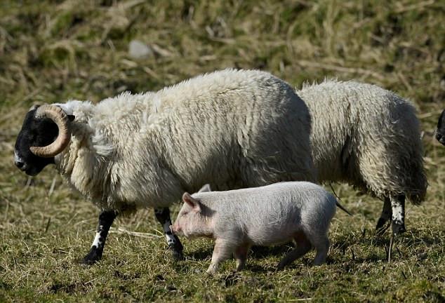 英国小猪把自己当羊 扎入羊群2周拒绝归圈(组图)