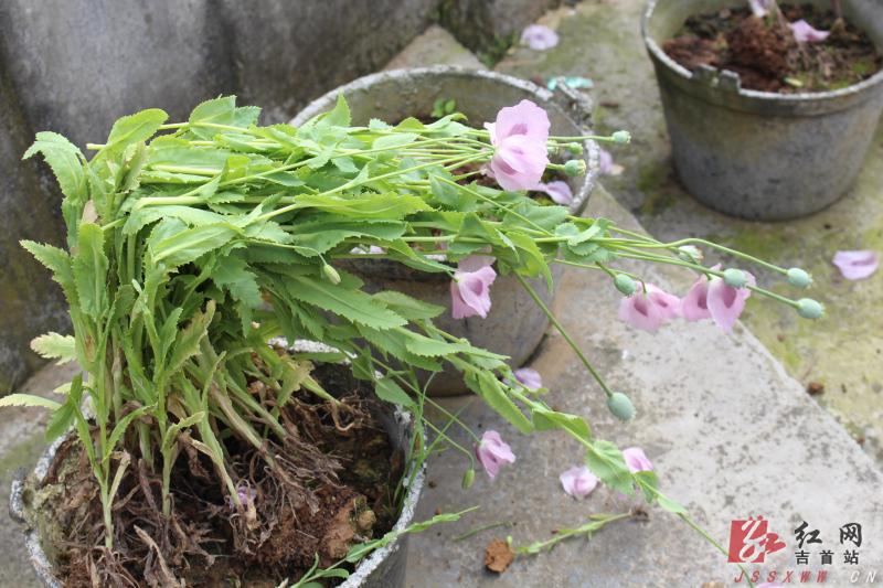 盆栽罂粟的种植方法图片