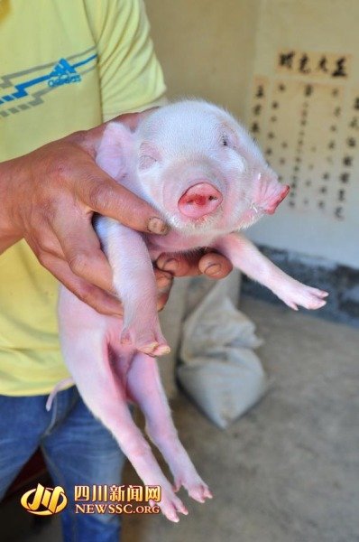 怪猪的中间一只眼睛是竖着长的,很容易让人联想398_600竖版 竖屏