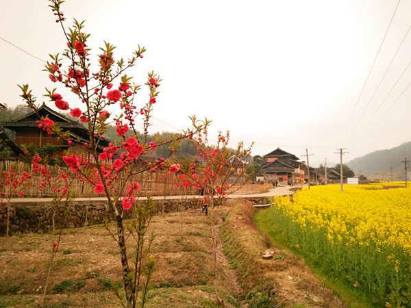 桃花油菜花齐齐绽放 绥宁县大团侗寨春光无限