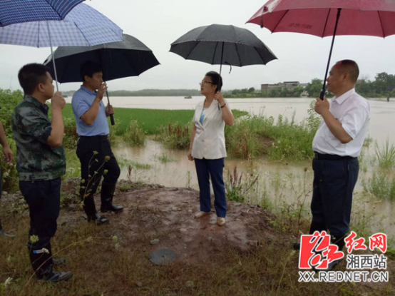 瀘溪縣長向恆林在防汛現場向湘西州委副書記,州長龍曉華彙報抗洪