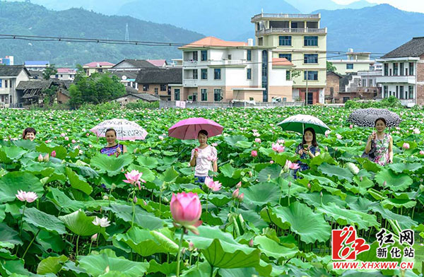 新化:杨家边村1000余亩荷花怒放 等你来赏