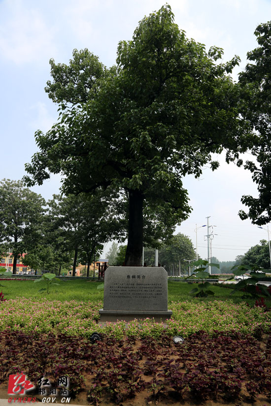 在焦桐广场,大家站在焦裕禄当年亲手种下的泡桐树下,听取了焦裕禄同志