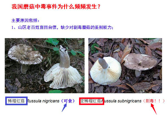 辨别有毒蘑菇看这里:颜色普通的蘑菇也许有剧