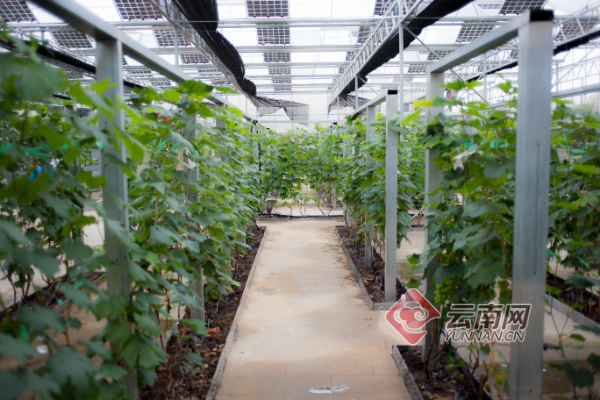 云南宾川华侨庄园一颗葡萄托起的产业扶贫路